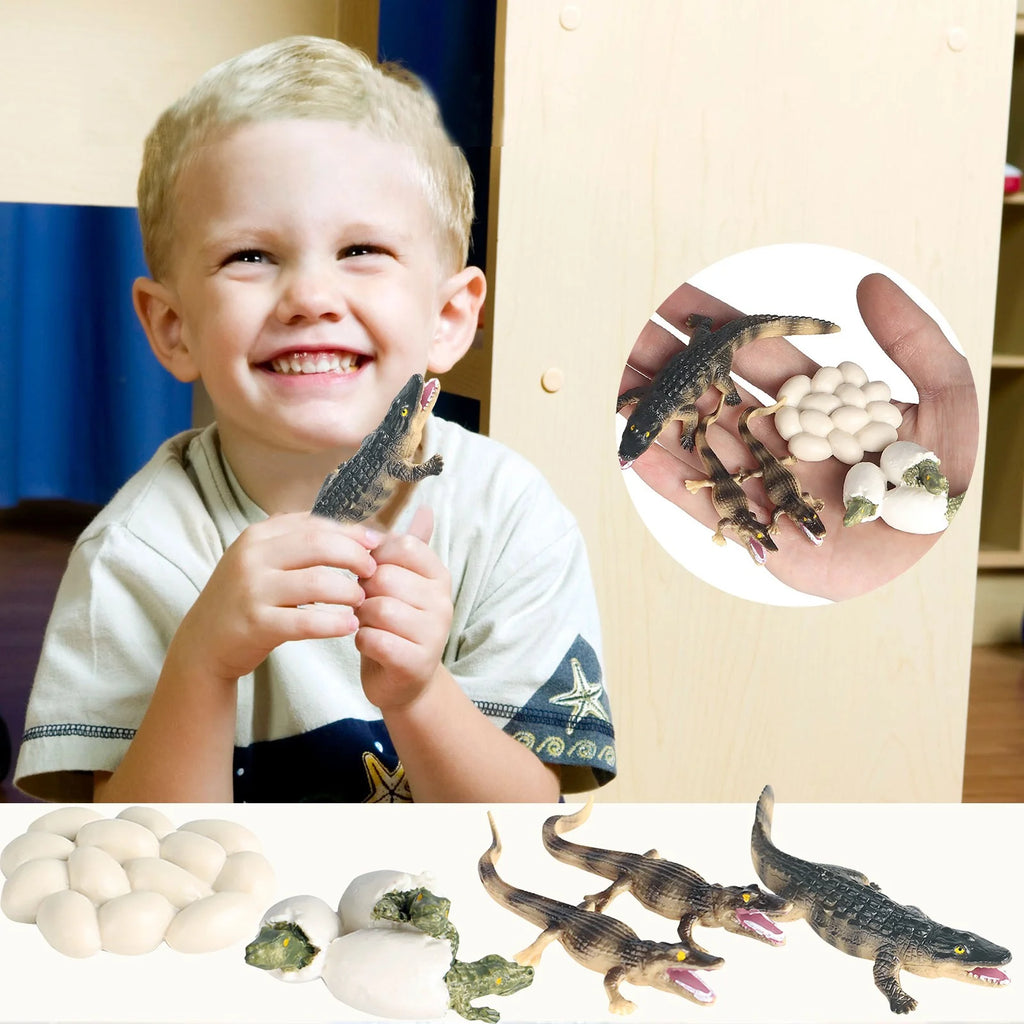 Educational Simulation Animal Growth Cycle Model Toys R998037