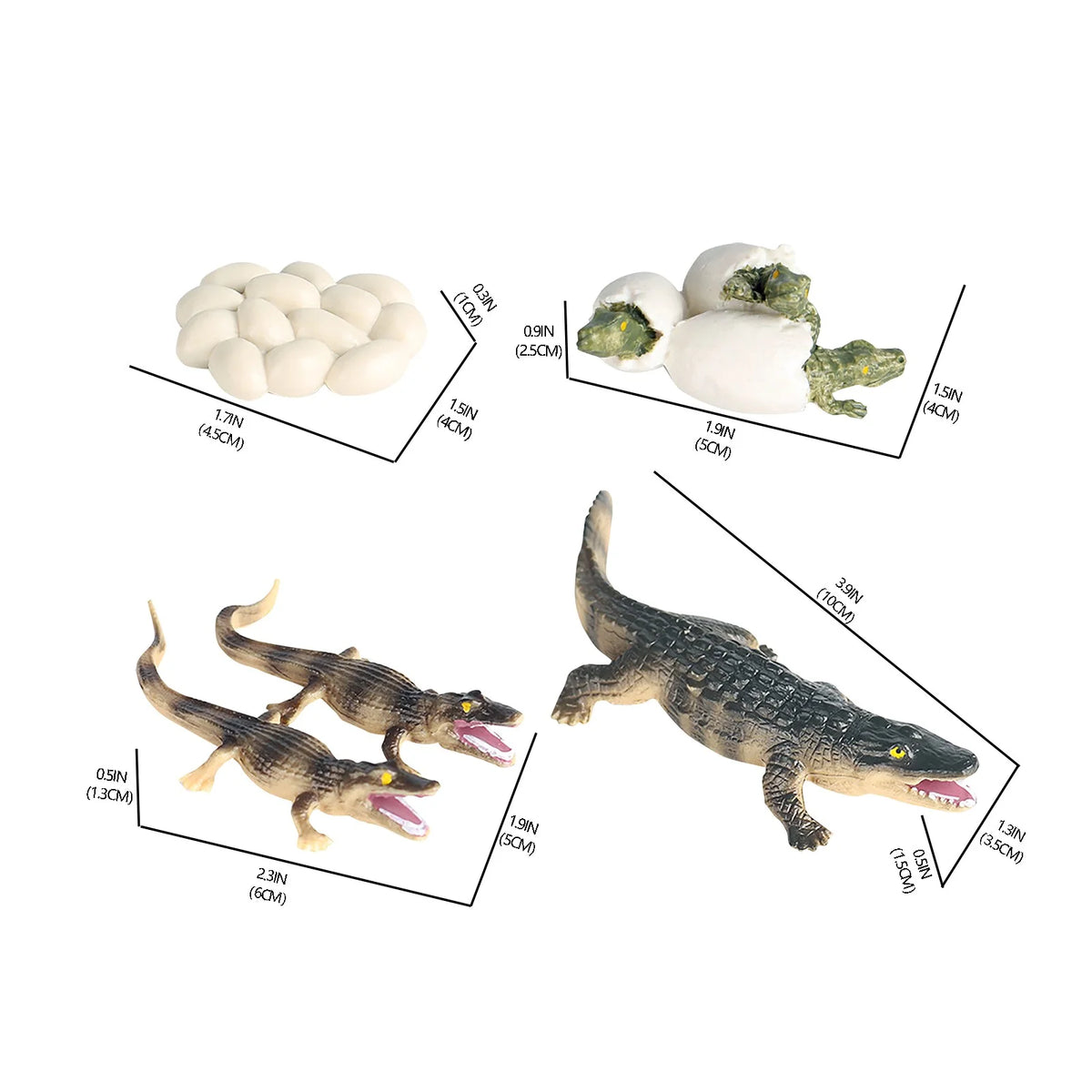 Educational Simulation Animal Growth Cycle Model Toys R998037