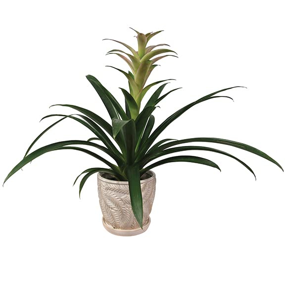 White 7 Inch Indoor Ceramic Planter Pot with Saucer and Drainage Hole U1025