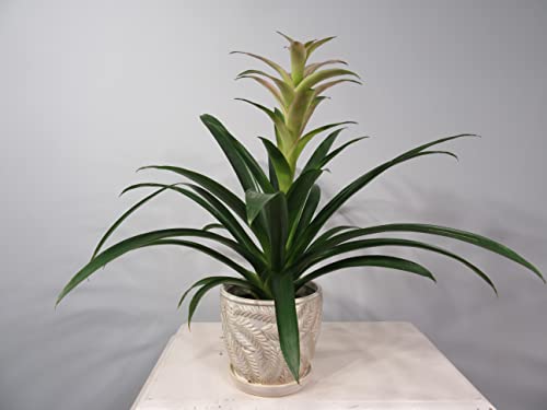 White 7 Inch Indoor Ceramic Planter Pot with Saucer and Drainage Hole U1025