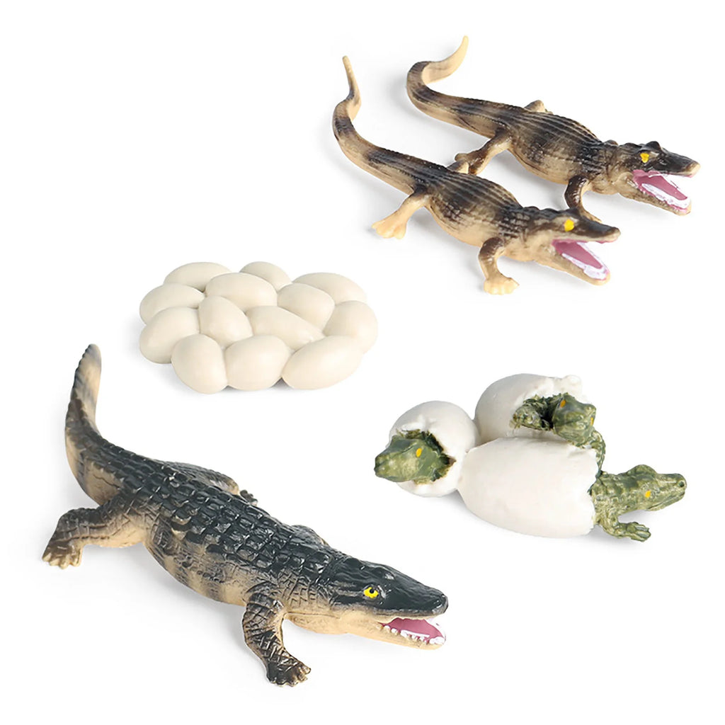 Educational Simulation Animal Growth Cycle Model Toys R998037