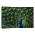 Peacock Feathers Canvas Art J24836