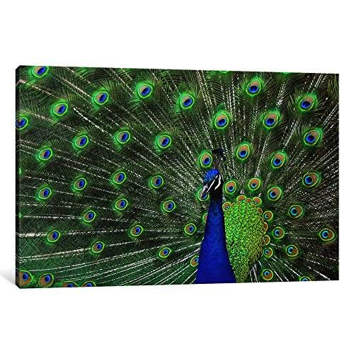 Peacock Feathers Canvas Art J24836