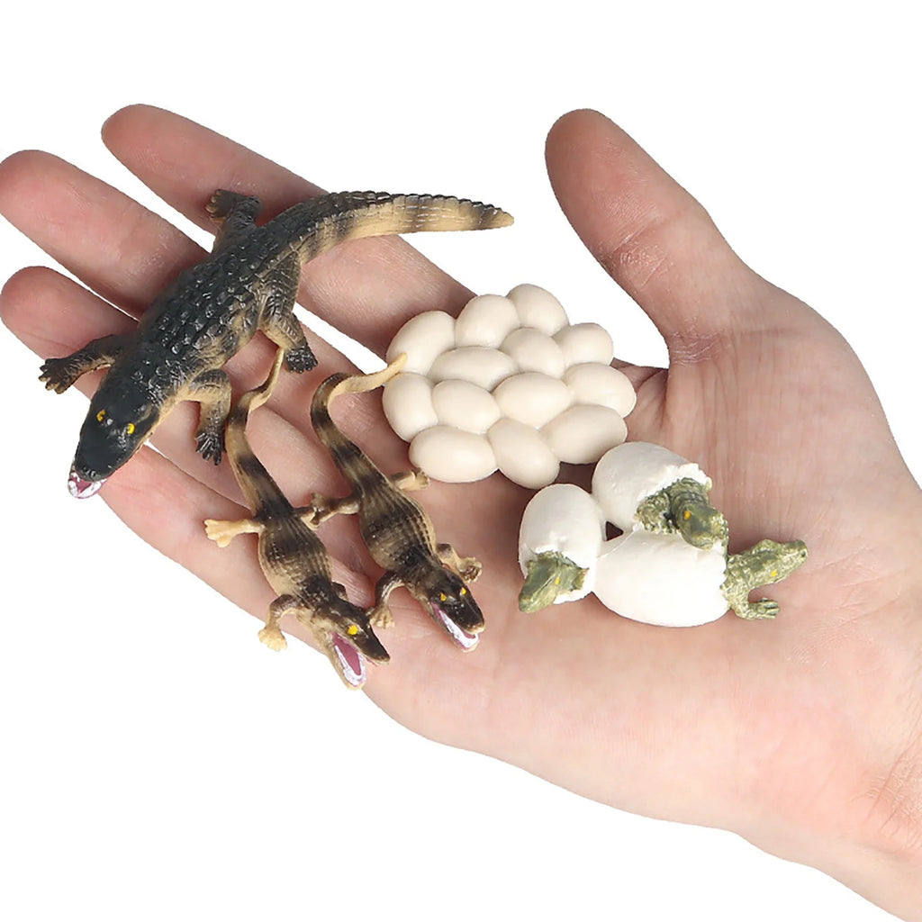 Educational Simulation Animal Growth Cycle Model Toys R998037