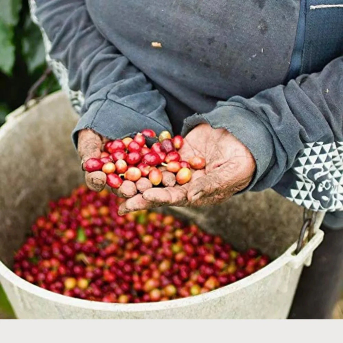Medium Roast Robusta Arabica Whole Coffee Beans, 12 Ounce P15639